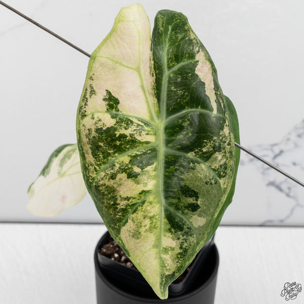 Alocasia 'Nairobi Nights' Variegated (wk32-H)