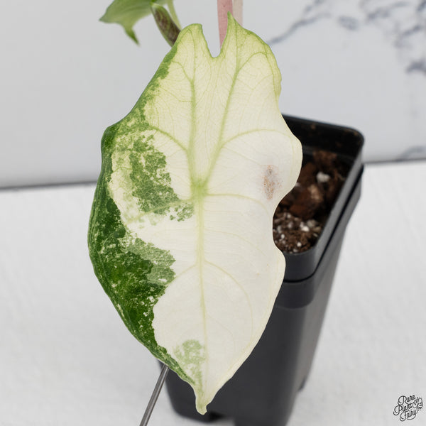 Alocasia 'Nairobi Nights' Variegated (wk32-H)