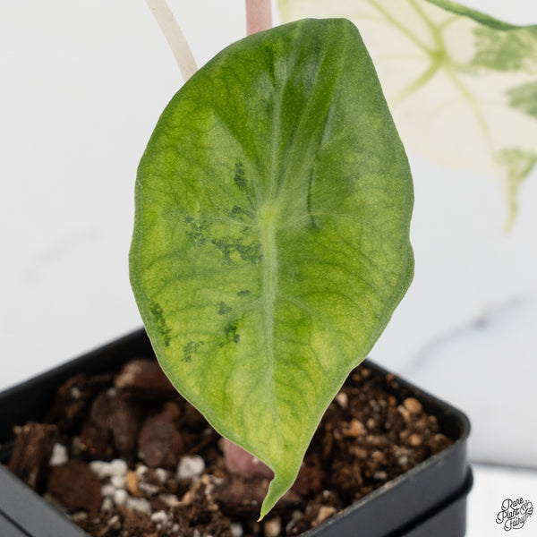 Alocasia 'Nairobi Nights' Variegated (wk32-H)