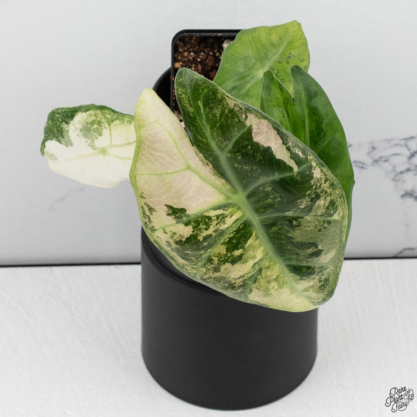 Alocasia 'Nairobi Nights' Variegated (wk32-H)