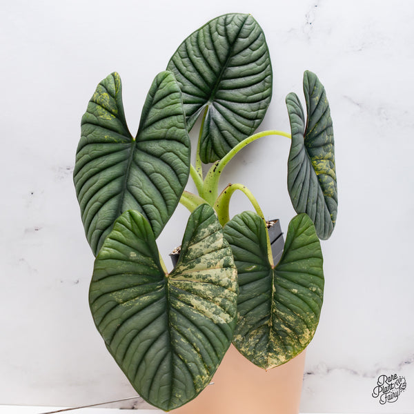 Alocasia 'Nebula' Aurea Variegated (wk37-AF) *Corming Size*