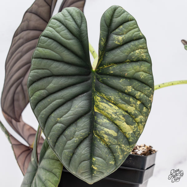 Alocasia 'Nebula' Aurea Variegated (wk37-AF) *Corming Size*