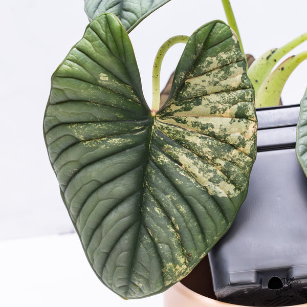 Alocasia 'Nebula' Aurea Variegated (wk37-AF) *Corming Size*