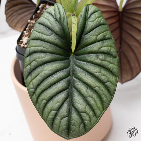 Alocasia 'Nebula' Aurea Variegated (wk37-AF) *Corming Size*