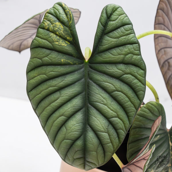 Alocasia 'Nebula' Aurea Variegated (wk37-AF) *Corming Size*