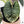 Alocasia 'Nebula' Aurea Variegated (wk37-AF) *Corming Size*