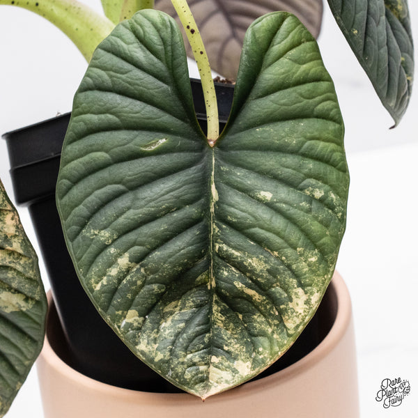 Alocasia 'Nebula' Aurea Variegated (wk37-AF) *Corming Size*