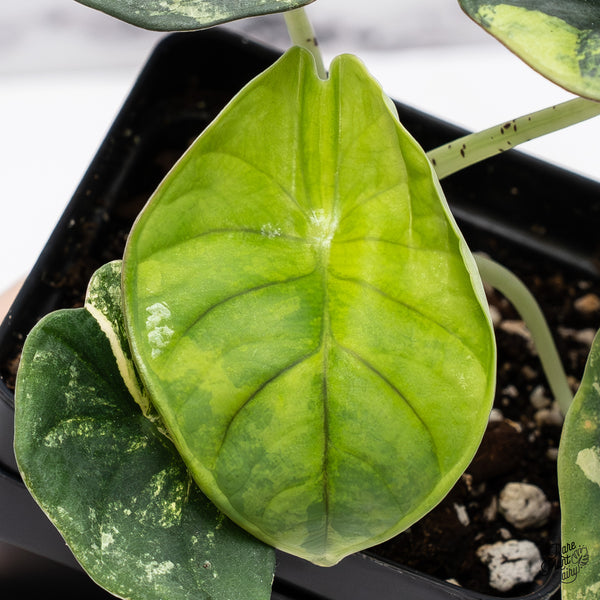 Alocasia 'Nebula' Aurea Variegated (wk37-Y)