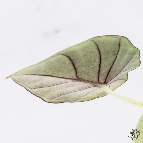 Alocasia 'Nebula' Aurea Variegated (wk37-Y)