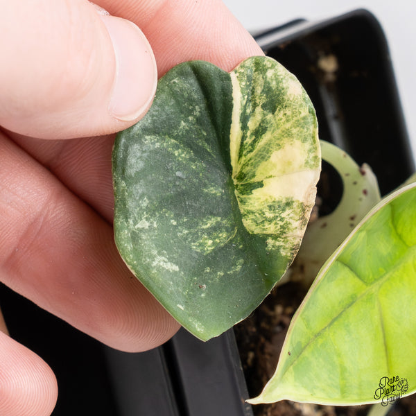 Alocasia 'Nebula' Aurea Variegated (wk37-Y)