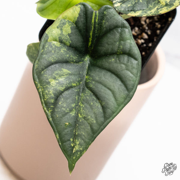 Alocasia 'Nebula' Aurea Variegated (wk37-Y)