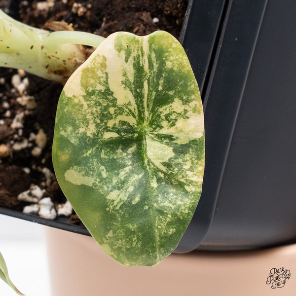 Alocasia 'Nebula' Aurea Variegated (wk37-Y)