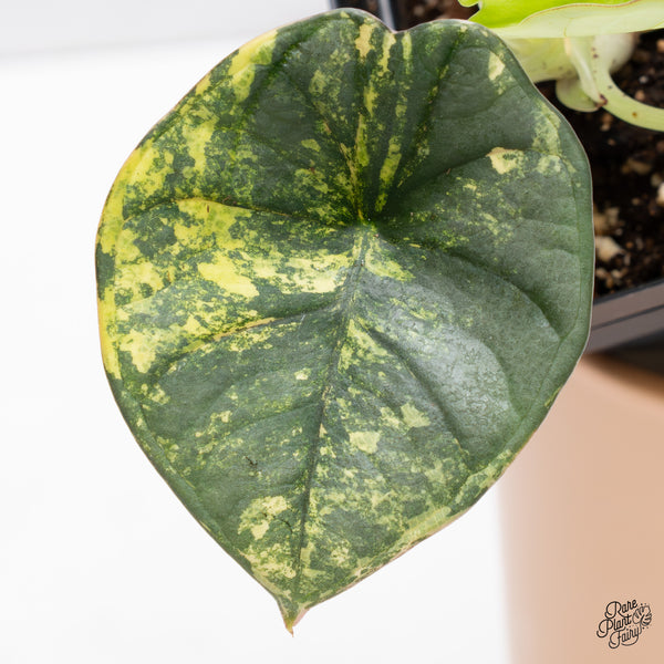 Alocasia 'Nebula' Aurea Variegated (wk37-Y)