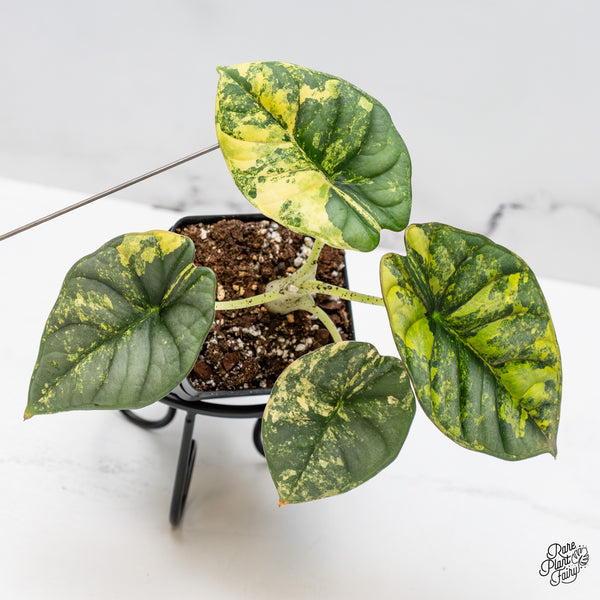 Alocasia 'Nebula' Aurea Variegated (wk45-M) *Corming Size*