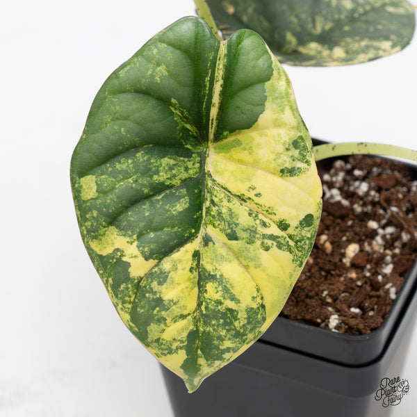 Alocasia 'Nebula' Aurea Variegated (wk45-M) *Corming Size*