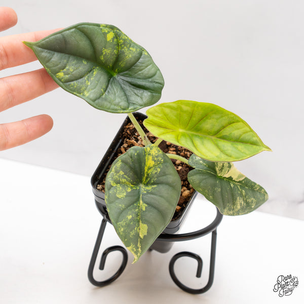 Alocasia 'Nebula' Aurea Variegated (wk47-J)