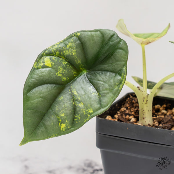Alocasia 'Nebula' Aurea Variegated (wk47-J)