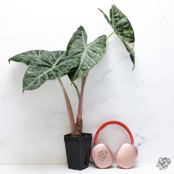 Alocasia 'Pink Dragon' albo/pink variegated (wk36-B) *Corming Size*