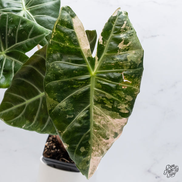 Alocasia 'Pink Dragon' albo/pink variegated (wk36-B) *Corming Size*