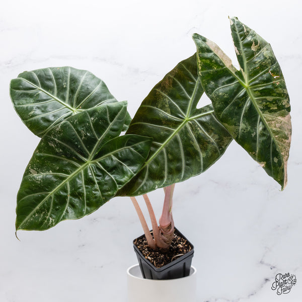 Alocasia 'Pink Dragon' albo/pink variegated (wk36-B) *Corming Size*