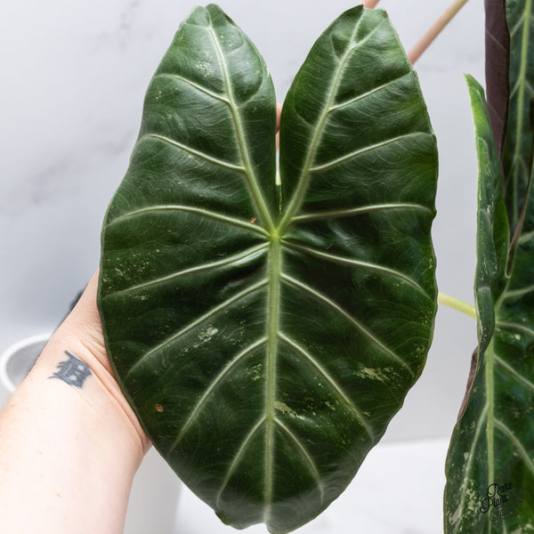 Alocasia 'Pink Dragon' albo/pink variegated (wk36-B) *Corming Size*