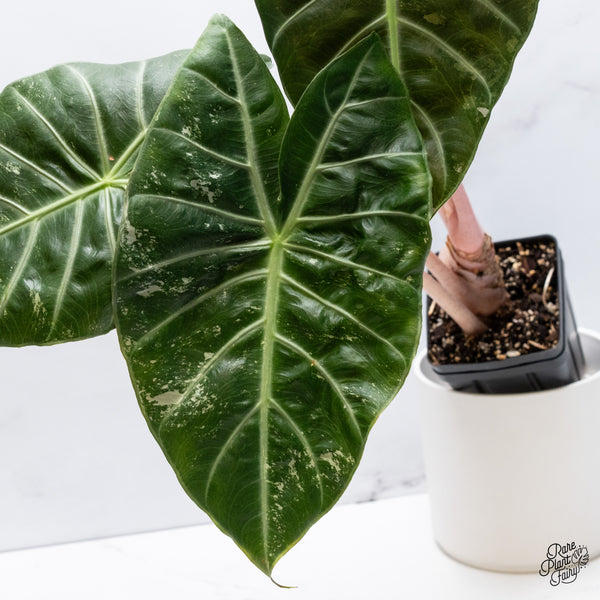 Alocasia 'Pink Dragon' albo/pink variegated (wk36-B) *Corming Size*