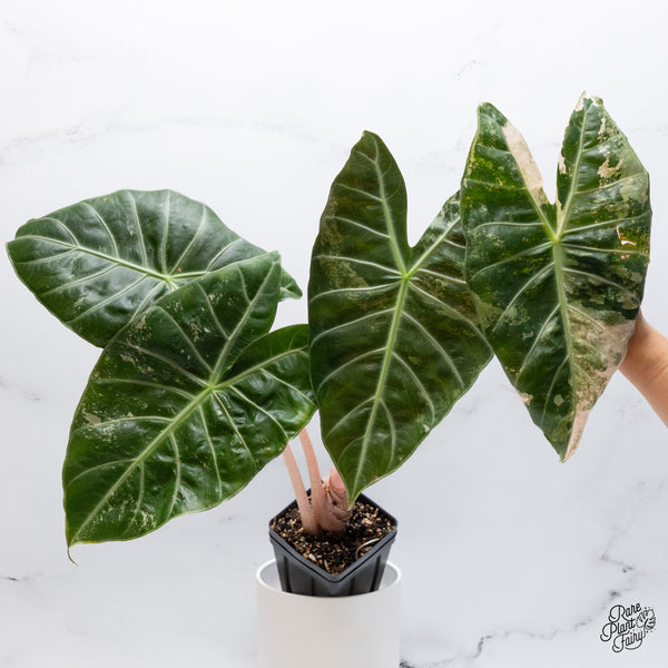 Alocasia 'Pink Dragon' albo/pink variegated (wk36-B) *Corming Size*