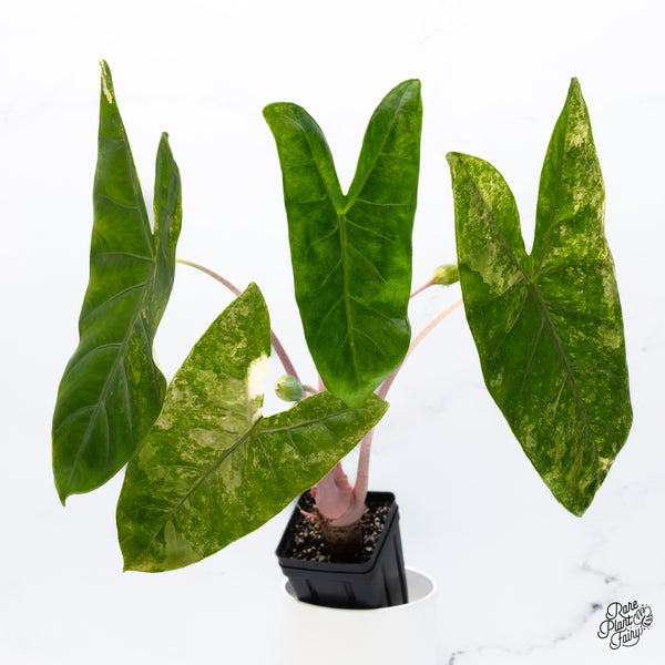 Alocasia 'Pink Dragon' Aurea Variegated (wk36-A) *Corming*