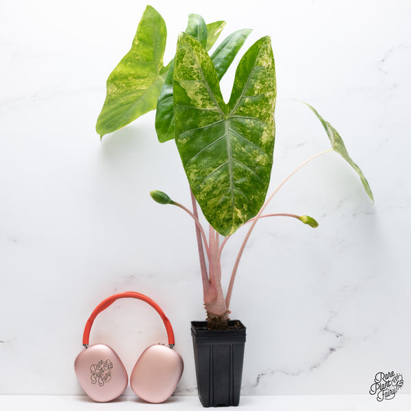 Alocasia 'Pink Dragon' Aurea Variegated (wk36-A) *Corming*