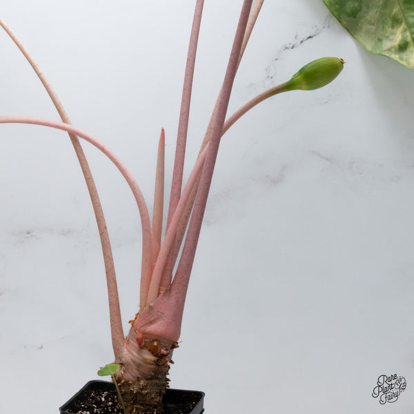 Alocasia 'Pink Dragon' Aurea Variegated (wk36-A) *Corming*