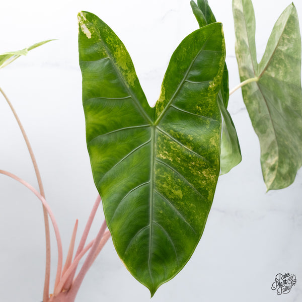 Alocasia 'Pink Dragon' Aurea Variegated (wk36-A) *Corming*