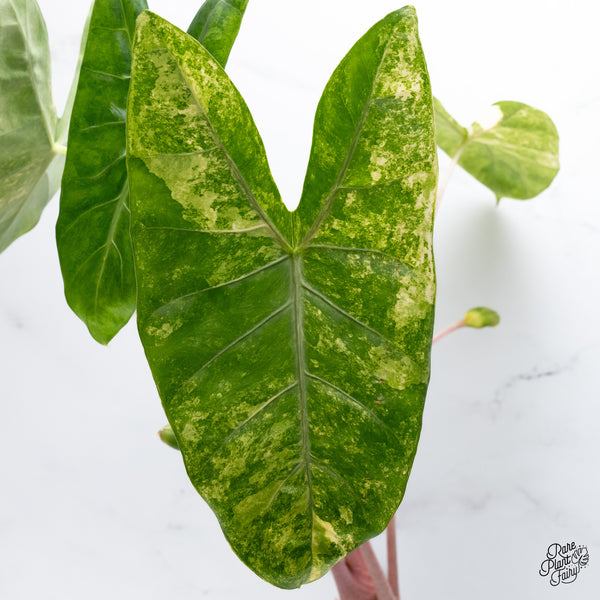 Alocasia 'Pink Dragon' Aurea Variegated (wk36-A) *Corming*