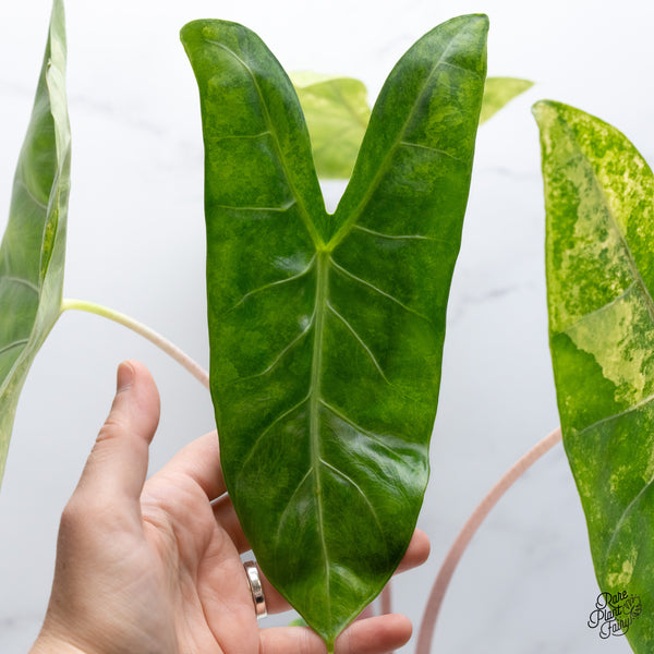 Alocasia 'Pink Dragon' Aurea Variegated (wk36-A) *Corming*