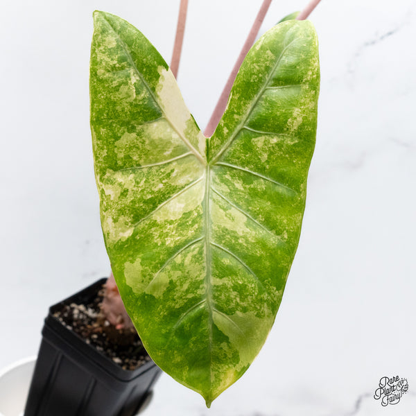 Alocasia 'Pink Dragon' Aurea Variegated (wk36-A) *Corming*