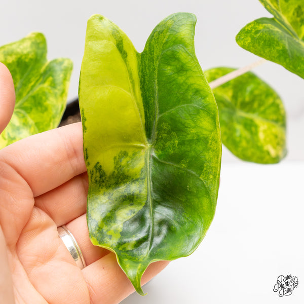 Alocasia 'Pink Dragon' Aurea Variegated (wk47-T)