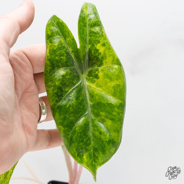 Alocasia 'Pink Dragon' Aurea Variegated (wk51-S)