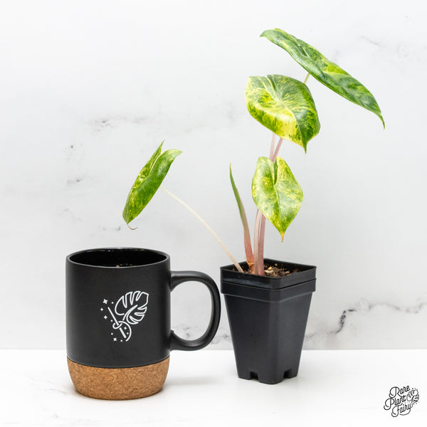 Alocasia 'Pink Dragon' Aurea Variegated (wk51-S)