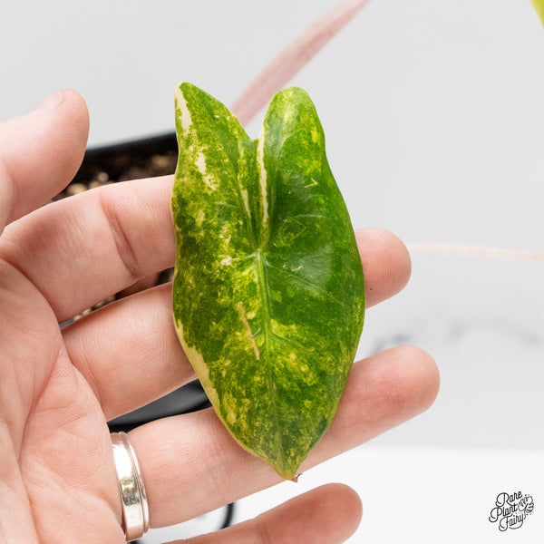 Alocasia 'Pink Dragon' Aurea Variegated (wk51-S)