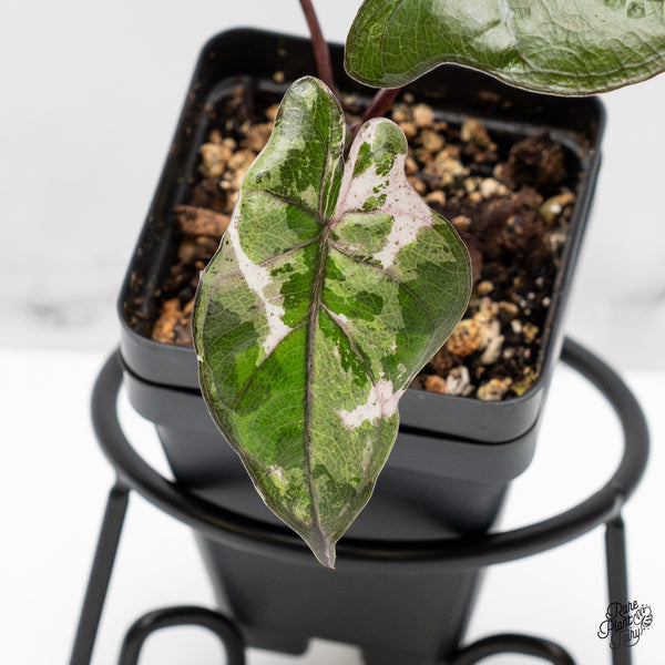 Alocasia 'Plumbea' Pink Variegated (wk51-H)