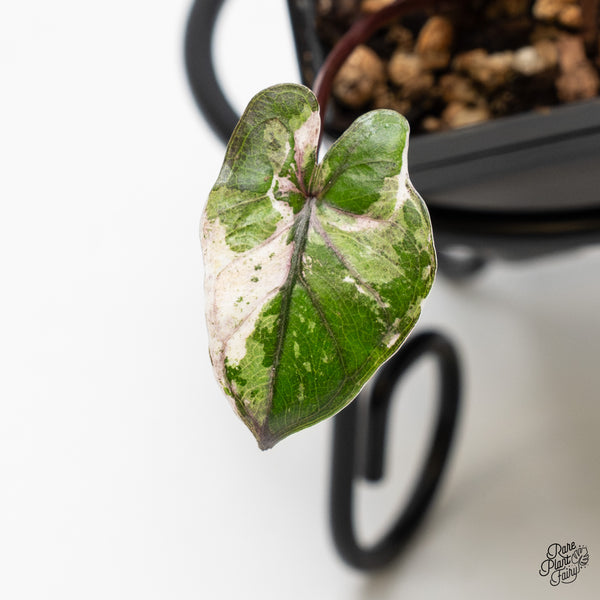 Alocasia 'Plumbea' Pink Variegated (wk51-H)