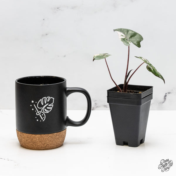 Alocasia 'Plumbea' Pink Variegated (wk51-H)