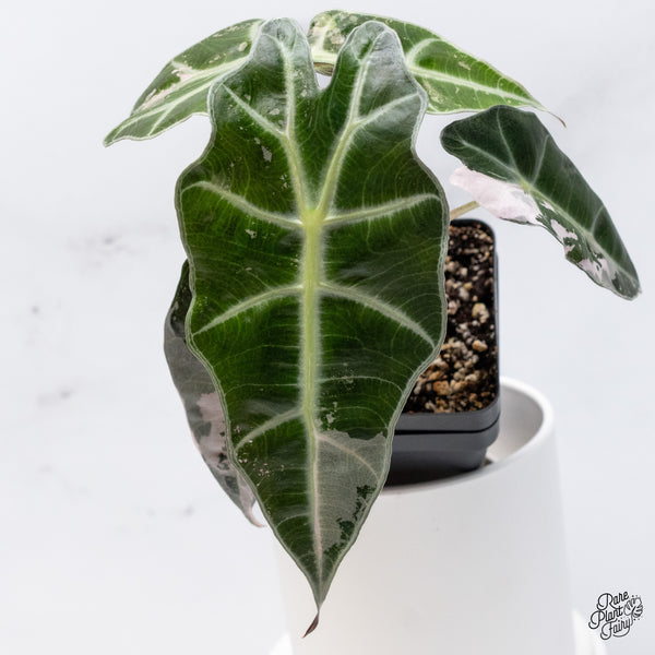 Alocasia 'Polly' Pink Variegated (wk36-D)