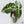 Alocasia 'Polly' Pink Variegated (wk36-D)