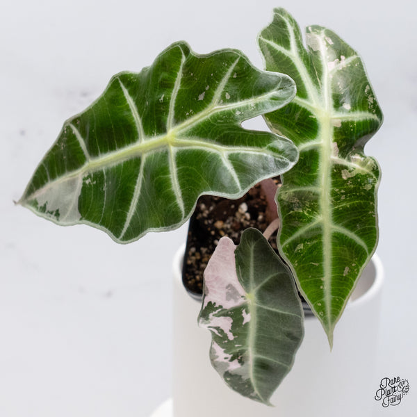 Alocasia 'Polly' Pink Variegated (wk36-D)