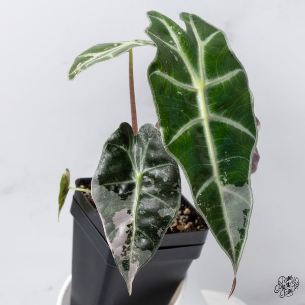 Alocasia 'Polly' Pink Variegated (wk36-D)