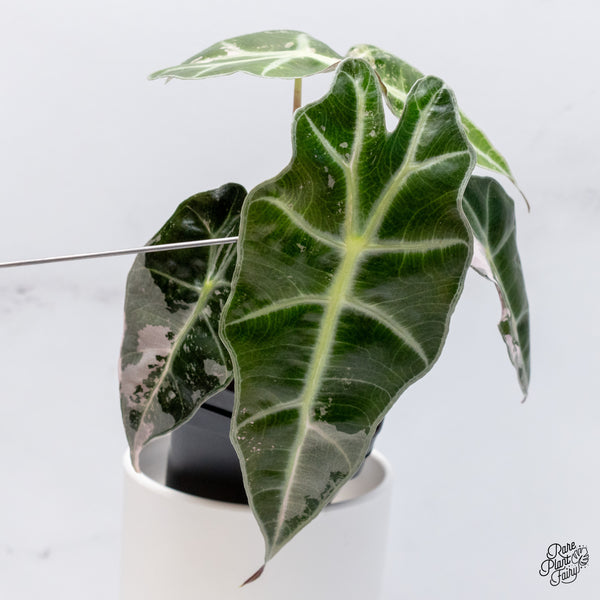 Alocasia 'Polly' Pink Variegated (wk36-D)
