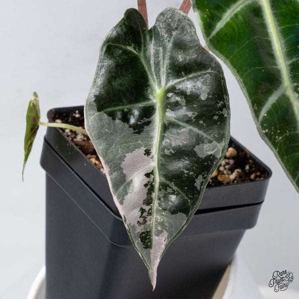 Alocasia 'Polly' Pink Variegated (wk36-D)