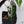 Alocasia 'Polly' Pink Variegated (wk36-D)