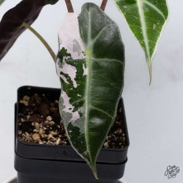 Alocasia 'Polly' Pink Variegated (wk36-D)