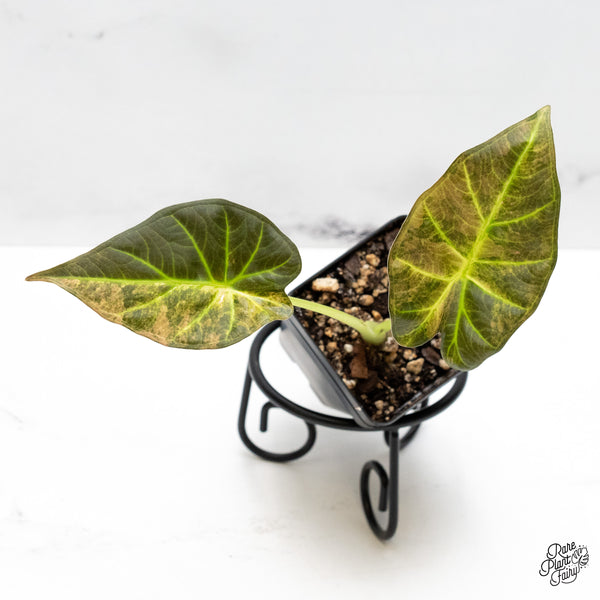 Alocasia 'Regal Shields' Aurea Variegated (wk51-A)